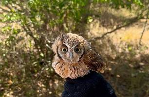 Programa Estadual de Proteção à Fauna Silvestre é instituído no Piauí (Foto: Reprodução)