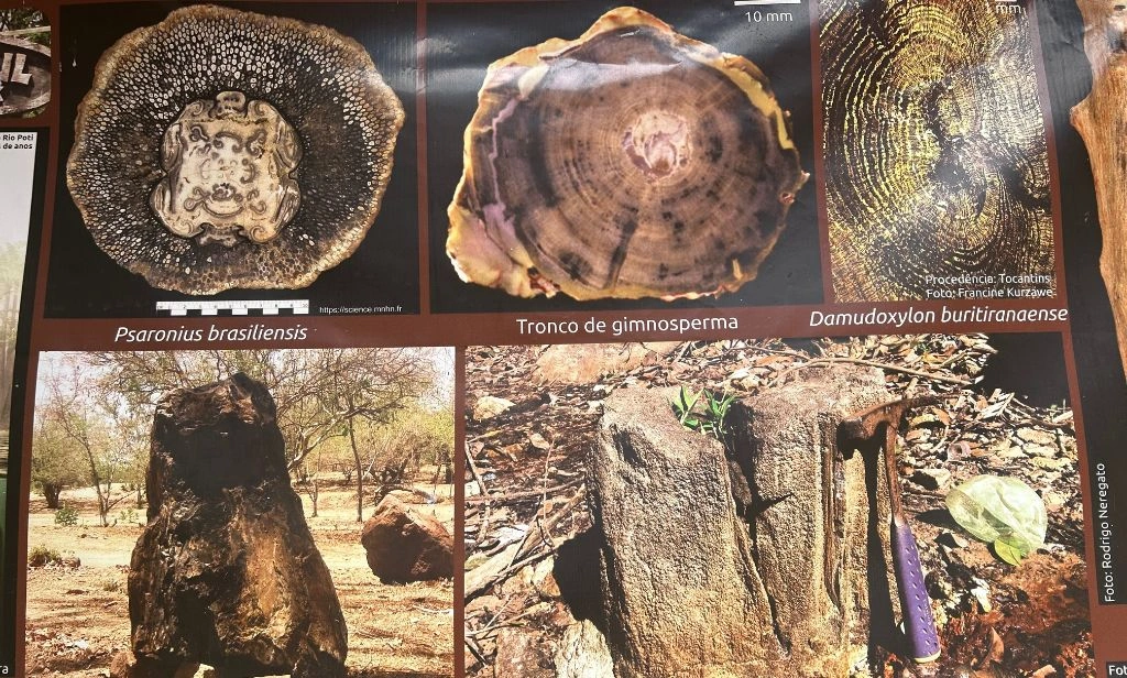 Saiba porque a floresta fóssil de Teresina tem uma característica única no mundo