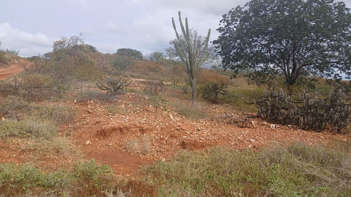 Semarh identifica seca verde em 127 municípios piauienses