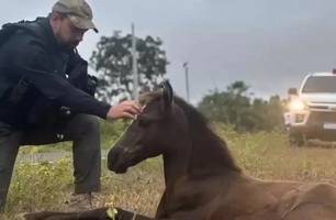 Cavalo é sacrificado e sete pessoas são conduzidas em operação em José de Freitas (Foto: Reprodução)