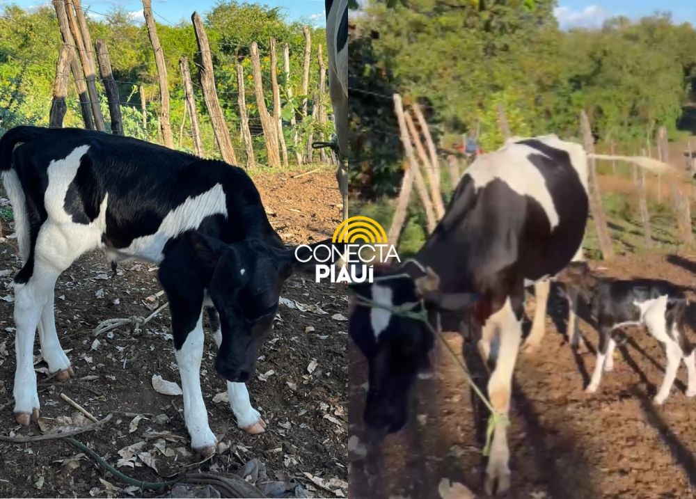 Bezerros nascem em Alagoinha e anunciam novo tempo pro rebanho do Piauí