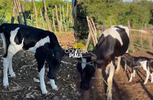 Bezerros nascem em Alagoinha e anunciam novo tempo pro rebanho do Piauí (Foto: Reprodução)