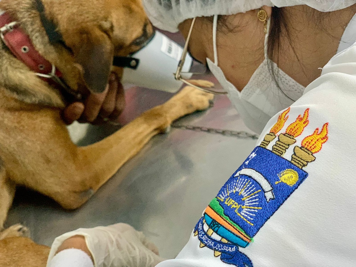 Cachoro em atendimento médico