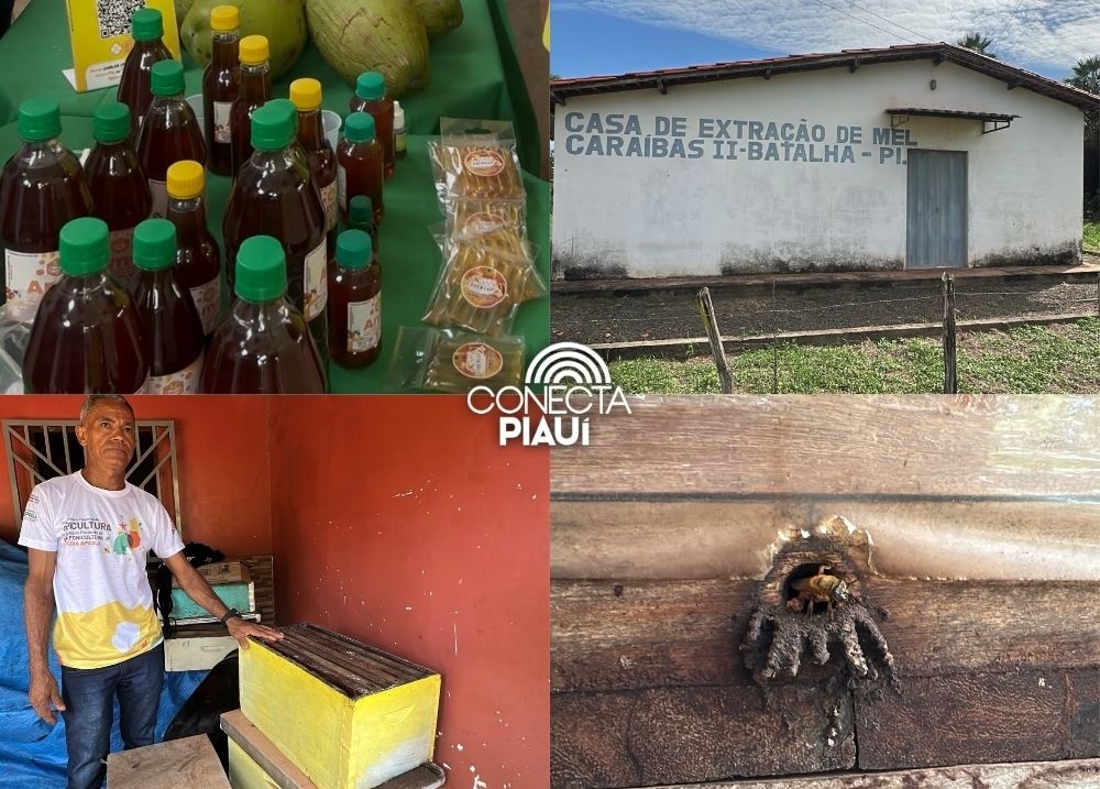Com sabor e trabalho coletivo, mel do Piauí é um dos melhores do Brasil