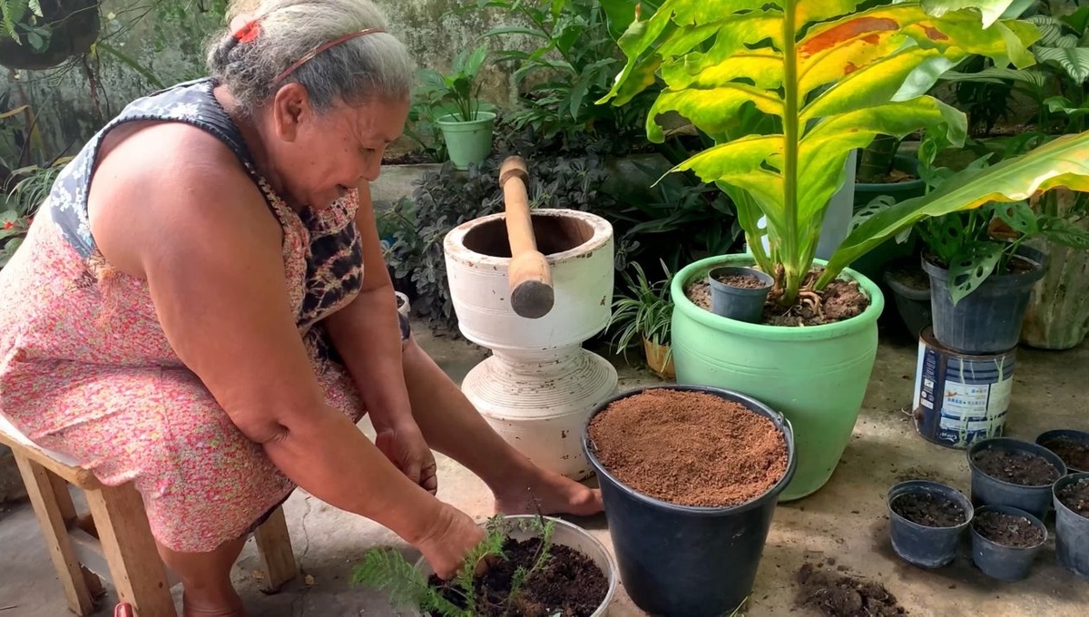 Dona Maria e suas 'plantinhas'