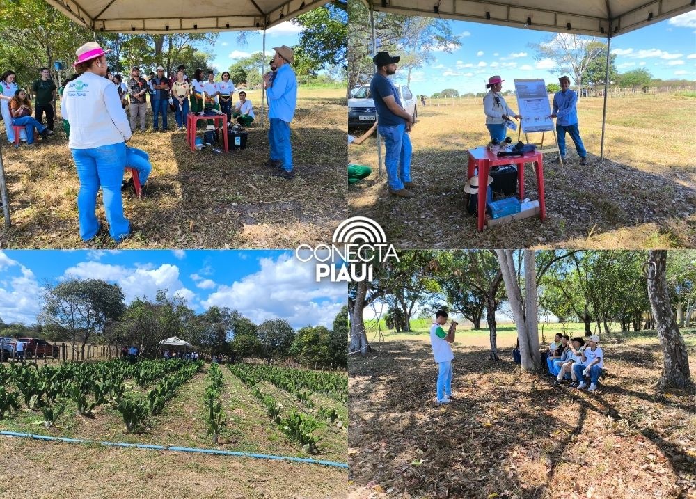 Embrapa Meio-Norte promove Dia de Campo com foco em produção animal integrada