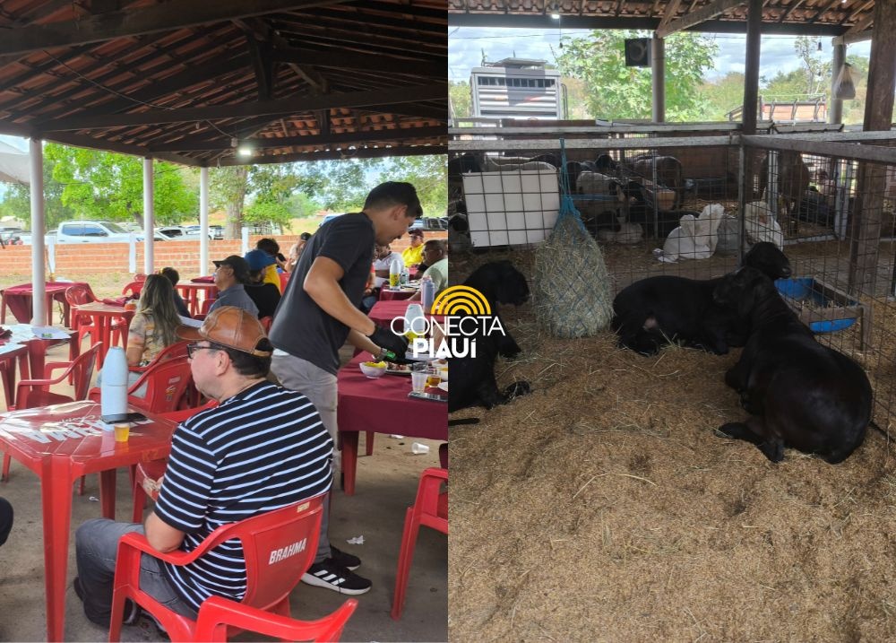 Expo Campo Maior reúne criadores e destaca raças de ovinos e caprinos no Piauí