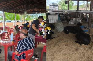 Expo Campo Maior reúne criadores e destaca raças de ovinos e caprinos no Piauí (Foto: Assessoria)
