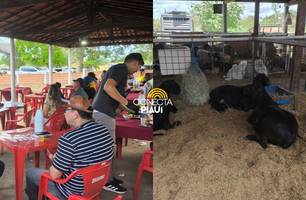 Expo Campo Maior reúne criadores e destaca raças de ovinos e caprinos no Piauí (Foto: Assessoria)