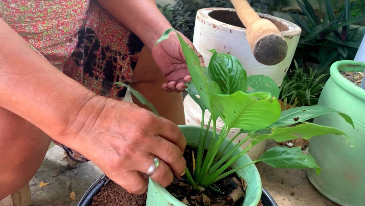 O cuidado de dona Maria com suas plantinhas