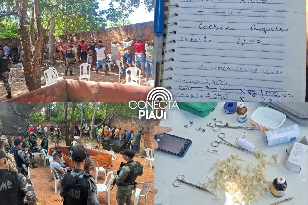 Polícia Militar desarticula rinha de galos e conduz 43 pessoas em Teresina
