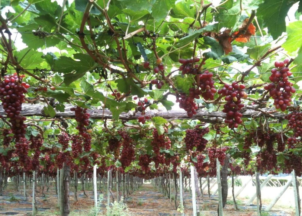 Produção de uva avança e transforma a Caatinga em São João do Piauí
