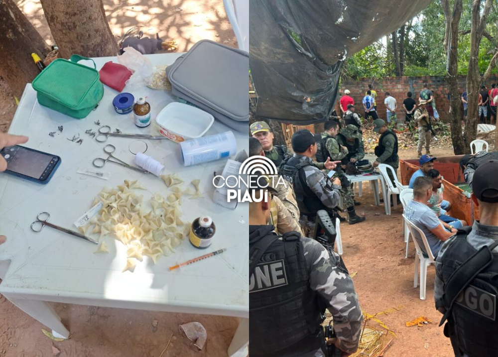 Rinha de galo: PM desarticula grupo e conduz mais de 43 pessoas à Central de Flagrantes em Teresina