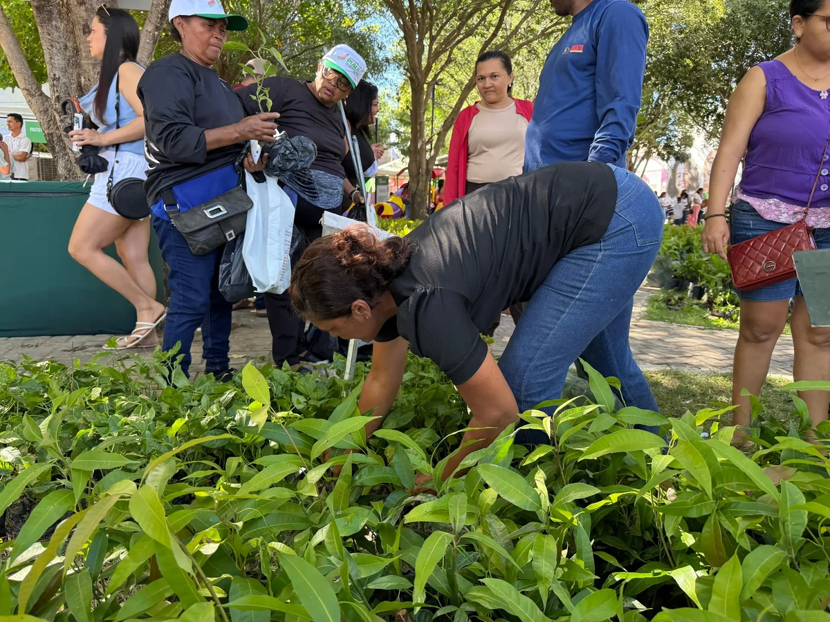 Semarh entrega 20 mil mudas e fortalece ações ambientais no Diálogos pelo Piauí em Floriano