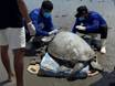 Praias lotadas nas férias reacendem alerta pela preservação de tartarugas