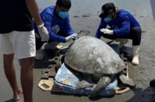 Tartaruga-verde de mais de 100 kg é resgatada em praia do litoral do Piauí (Foto: Reprodução)