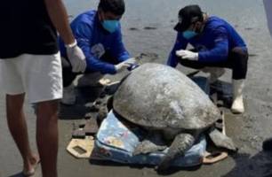 Tartaruga-verde de mais de 100 kg é resgatada em praia do litoral do Piauí (Foto: Reprodução)