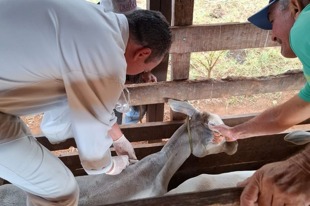 Vacinação contra a brucelose é realizada pela Adapi em Campo Maior