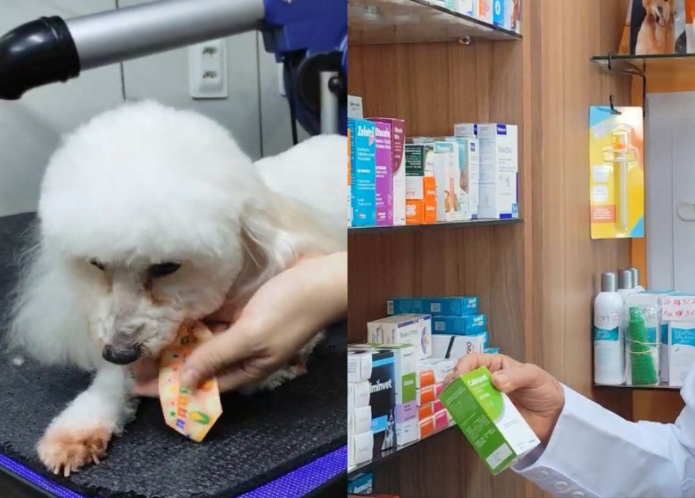 Vacinação em pets é essencial para prevenir doenças em cães e gatos, diz veterinário