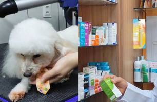 Vacinação em pets é essencial para prevenir doenças em cães e gatos, diz veterinário (Foto: Conecta Piauí)