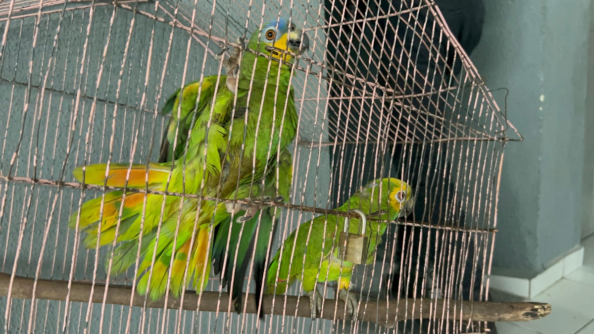 DENARC: 'Baiano' e 'Cachorro Louco' são presos por tráfico de drogas em Teresina