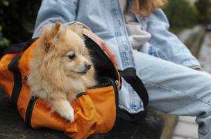 Férias com pets (Foto: Freepik)