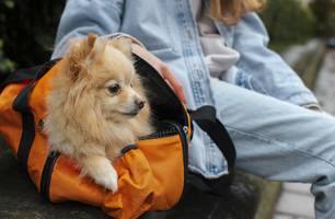 Férias com pets (Foto: Freepik)