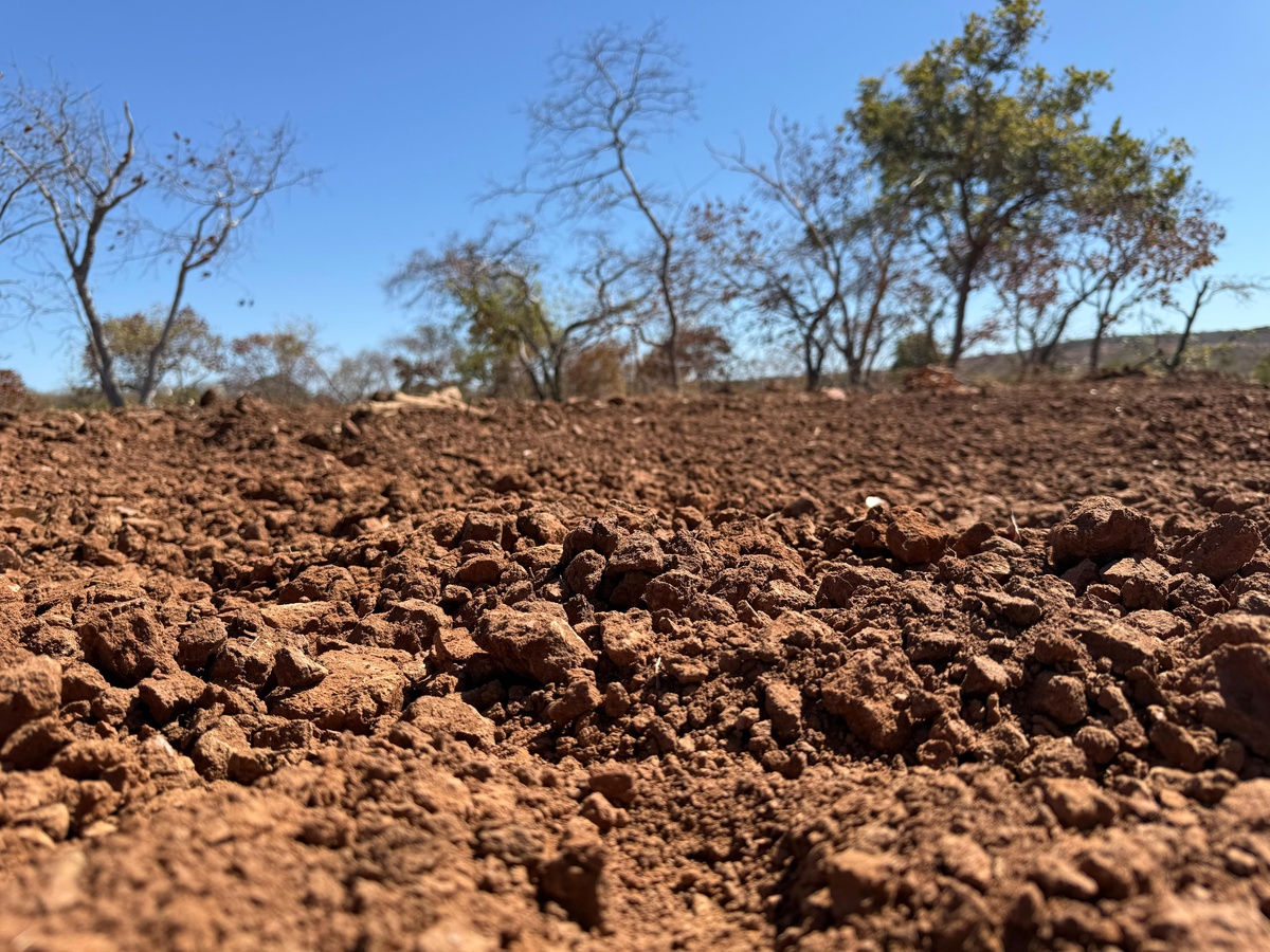 Gel natural do Piauí ajuda a recuperar solo de área mais seca do Brasil
