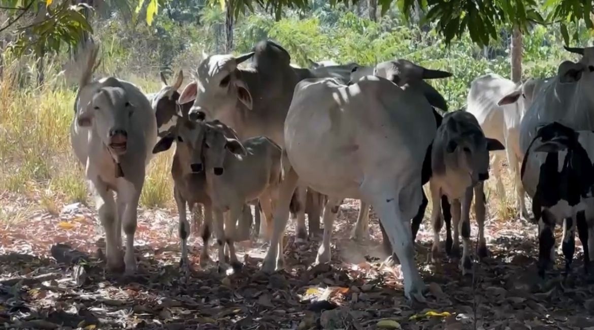 Mais Genética oferece inseminação artificial gratuita em Ribeiro Gonçalves