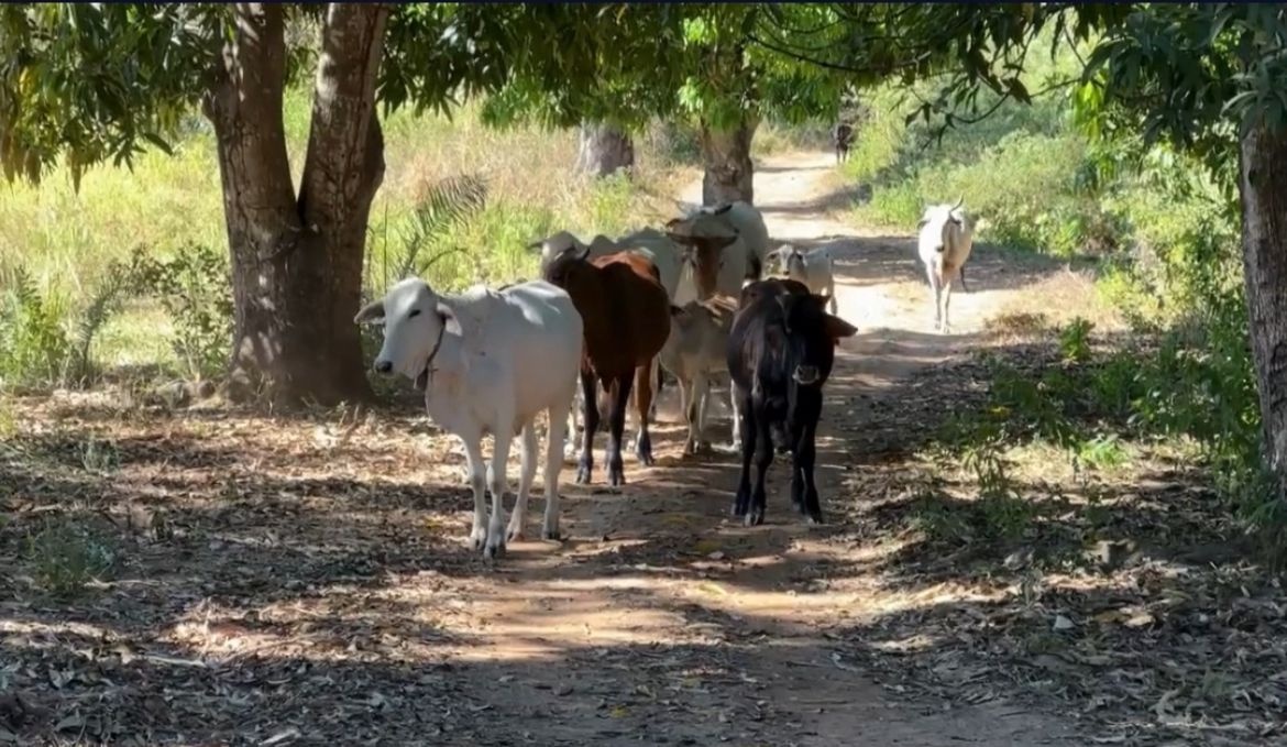 Mais Genética oferece inseminação artificial gratuita em Ribeiro Gonçalves