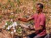 Algodão de agricultores familiares do Piauí vira matéria prima de marca francesa