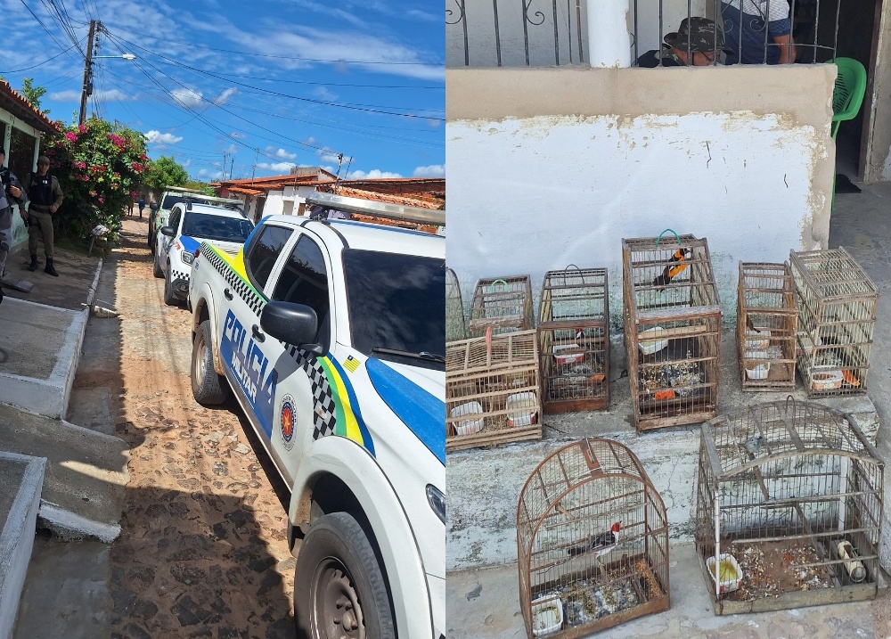 PM apreende nove aves silvestres encontradas dentro de cativeiro em Parnaíba