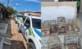 PM apreende nove aves silvestres encontradas dentro de cativeiro em Parnaíba (Foto: Divulgação/PMPI)