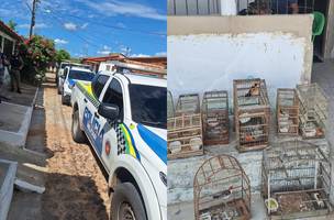 PM apreende nove aves silvestres encontradas dentro de cativeiro em Parnaíba (Foto: Divulgação/PMPI)