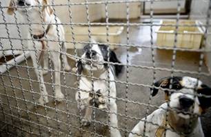 Projeto aprovado na Câmara proíbe uso de animais em testes cosméticos (Foto: Fábio Pozzebom/Agência Brasil)