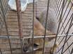 Raposa é reinserida na natureza durante soltura de animais silvestres pela Semarh