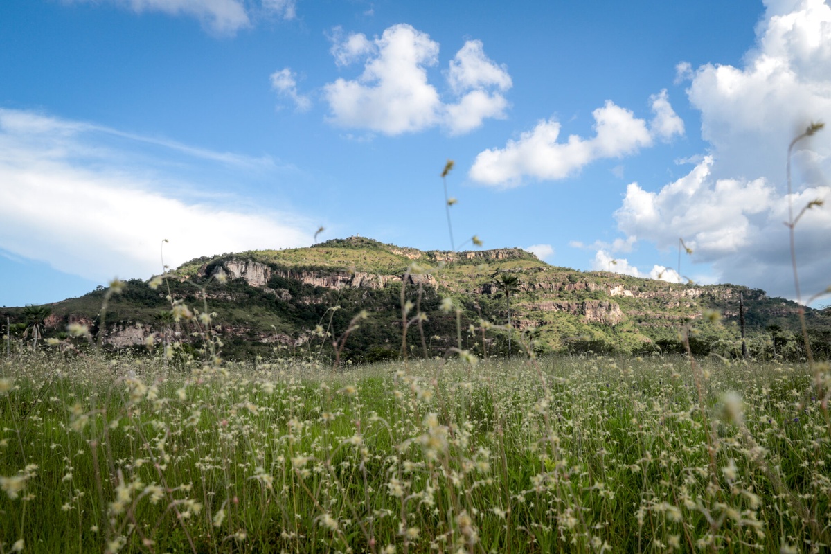 Refis Ambiental: multas poderão ser pagas com desconto ou projetos verdes