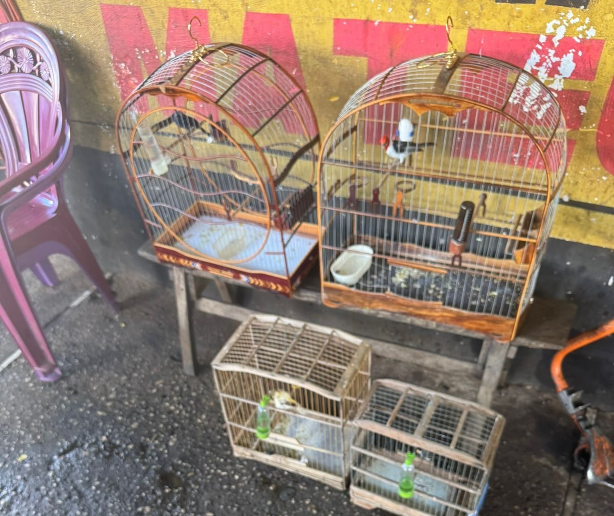 Semarh realiza soltura e devolve animais silvestres à natureza em Curimatá