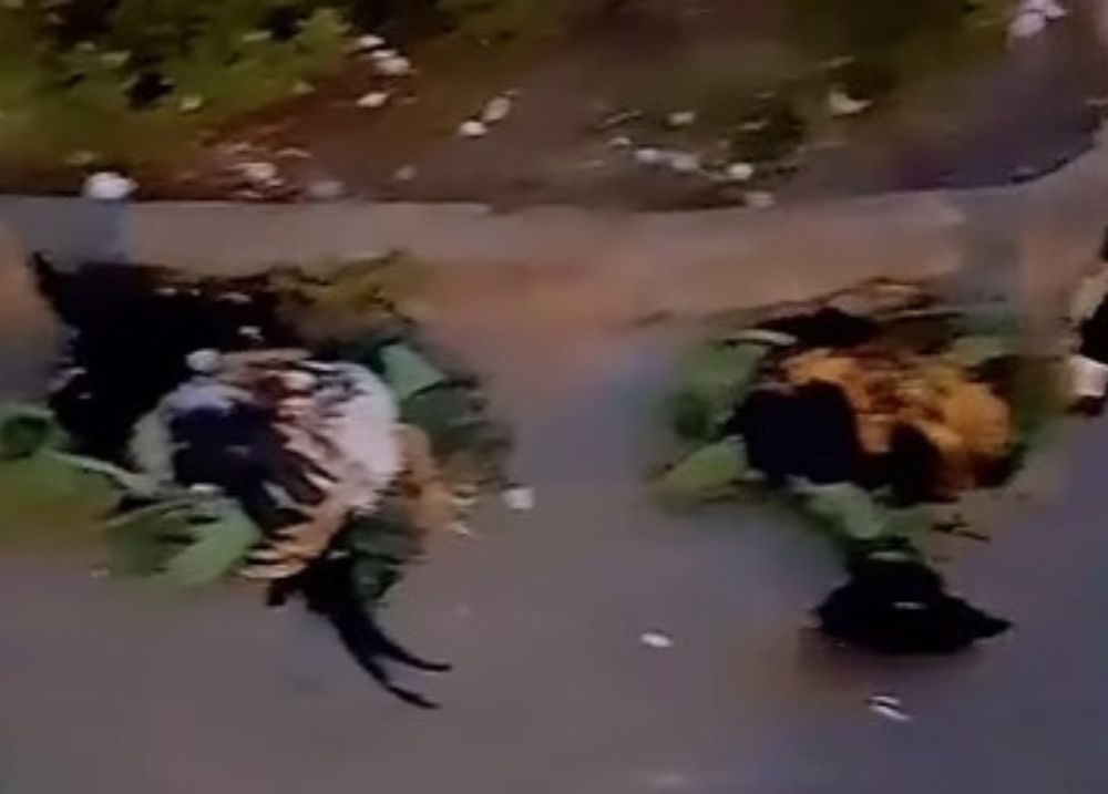 Trabalhos de macumba com galinhas são encontrados em frente a bancos em Barras