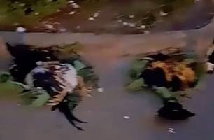 Trabalhos de macumba com galinhas são encontrados em frente a bancos em Barras (Foto: Reprodução)