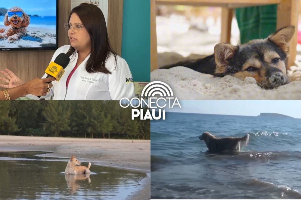 Veterinária alerta sobre cuidados com pets na praia durante o período de férias