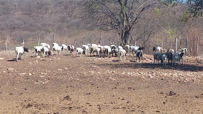 Adapi investiga morte de diversos animais no interior do Piauí