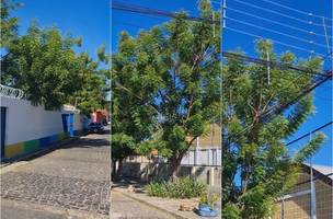 Árvores encostam em fios de alta tensão na frente de creche em Teresina (Foto: Reprodução)