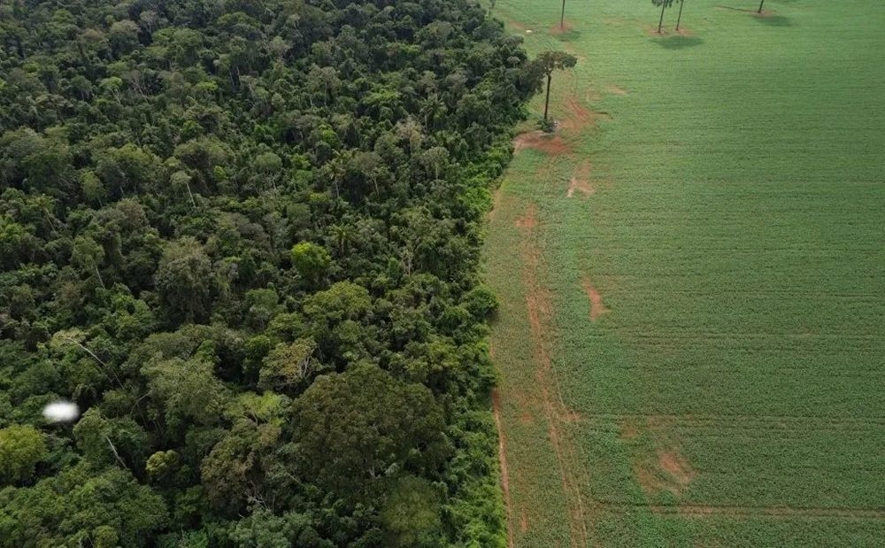 Brasil perdeu 111,7 milhões de hectares de áreas naturais em 40 anos