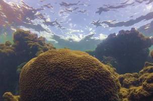 Calor, acidez das águas e pouco alimento ameaçam ecossistemas marinhos (Foto: Fernando Frazão/Agência Brasil)
