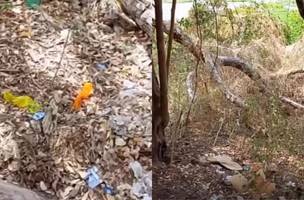 Denúncia aponta prática de atos sexuais em área pública próxima ao Parque Floresta Fóssil, em Teresina (Foto: Imagens recebidas pelo Conecta Piauí)