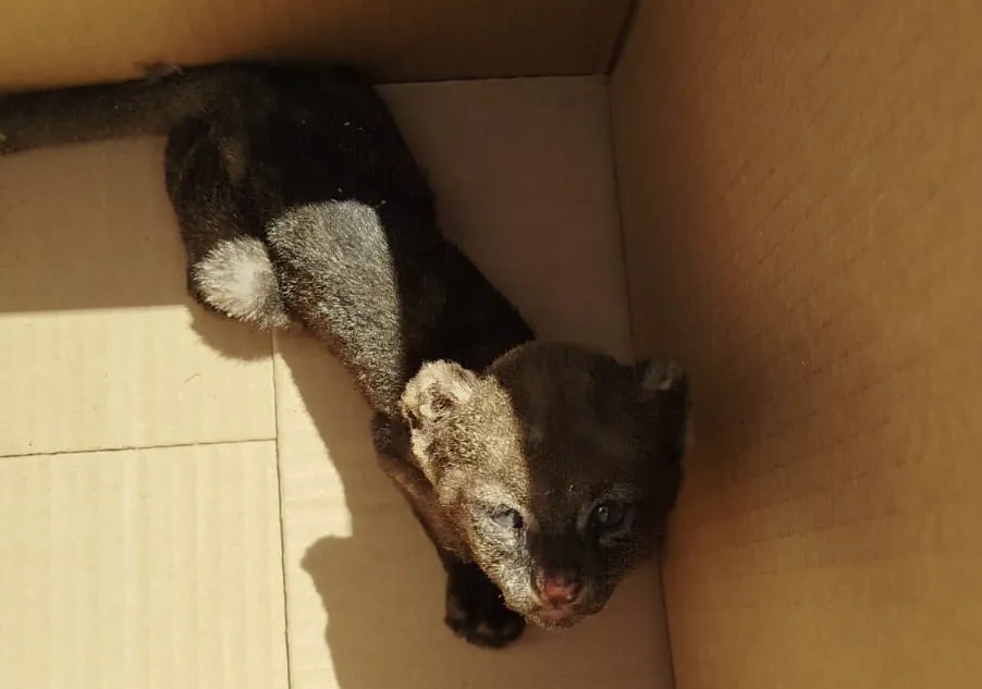 Felino silvestre é capturado em União