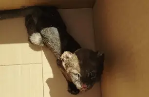 Felino silvestre é capturado em União (Foto: PM-PI)