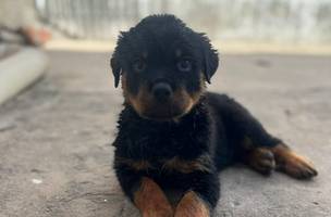 Filhote de Rottweiler furtado no Centro de Teresina é recuperado pela Polícia Civil (Foto: Divulgação/ PC-PI)
