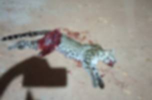 Onça-pintada morre após ser atropelada em estrada de Nazária (Foto: Reprodução)